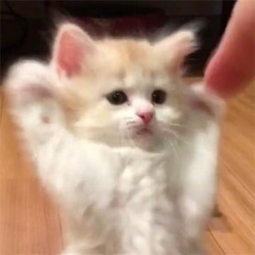 Ảnh đại diện của Anil